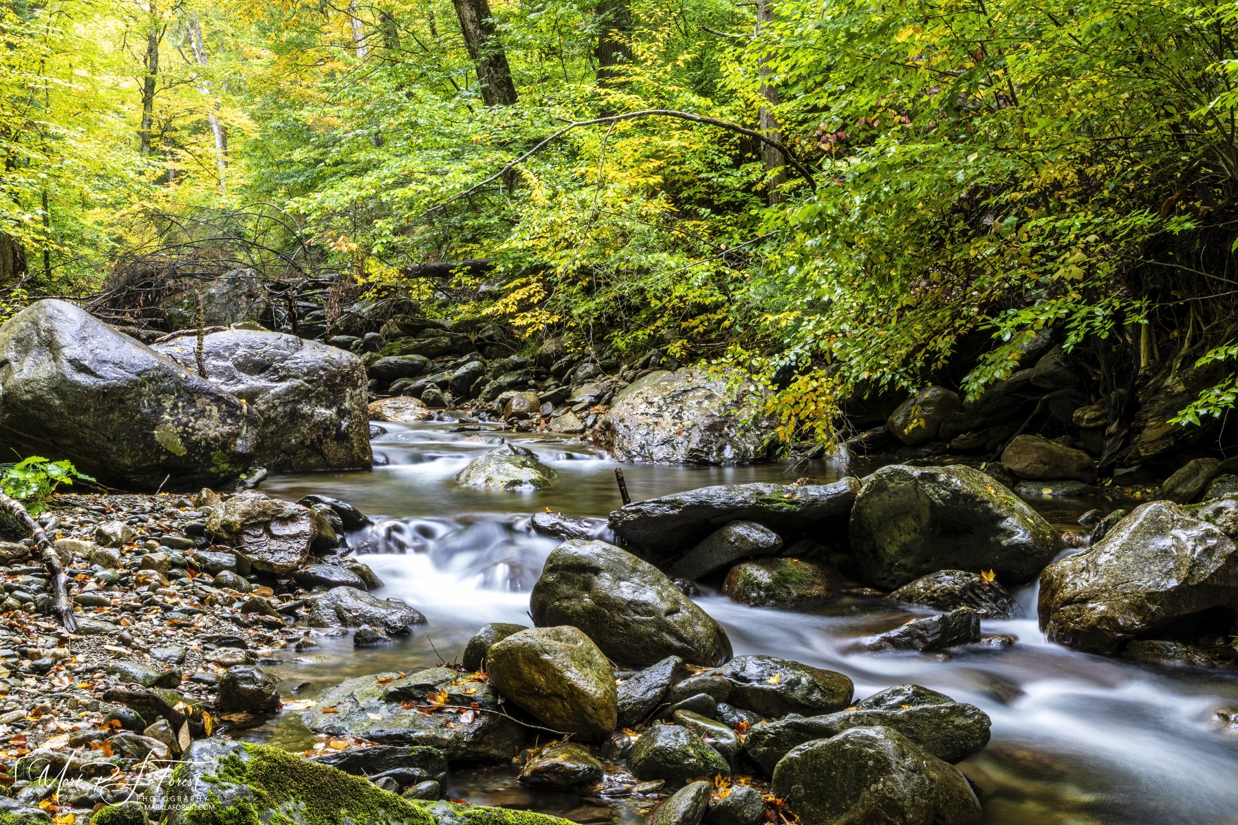 Chittenden Brook, Vermont National Forest
